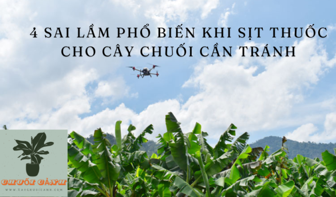 Read more about the article 4 sai lầm phổ biến khi sịt thuốc cho cây chuối cần tránh