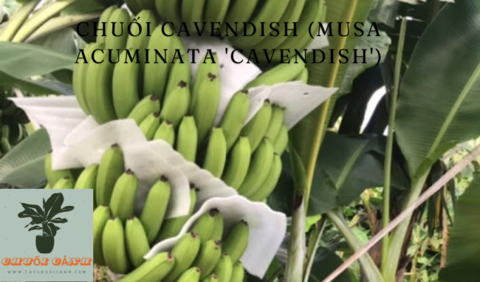 Read more about the article Chuối Cavendish (Musa acuminata ‘Cavendish’): Đặc điểm, cách trồng và chăm sóc