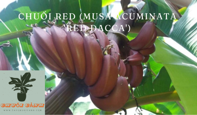 Read more about the article Chuối Red (Musa acuminata ‘Red Dacca’): Đặc điểm, cách trồng và chăm sóc