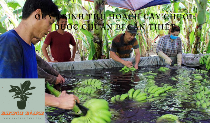 Read more about the article Quy trình thu hoạch cây chuối: Bước chuẩn bị cần thiết