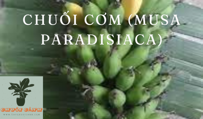 Read more about the article Chuối Cơm (Musa paradisiaca): Những lợi ích sức khoẻ và cách chăm sóc