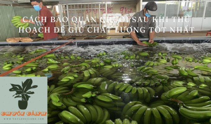 You are currently viewing Cách bảo quản chuối sau khi thu hoạch để giữ chất lượng tốt nhất