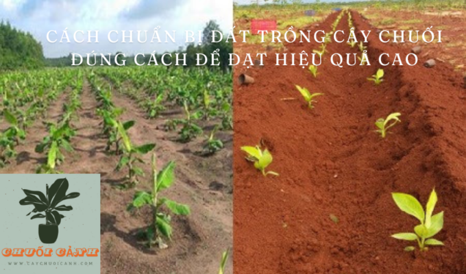 Read more about the article Cách chuẩn bị đất trồng cây chuối đúng cách để đạt hiệu quả cao