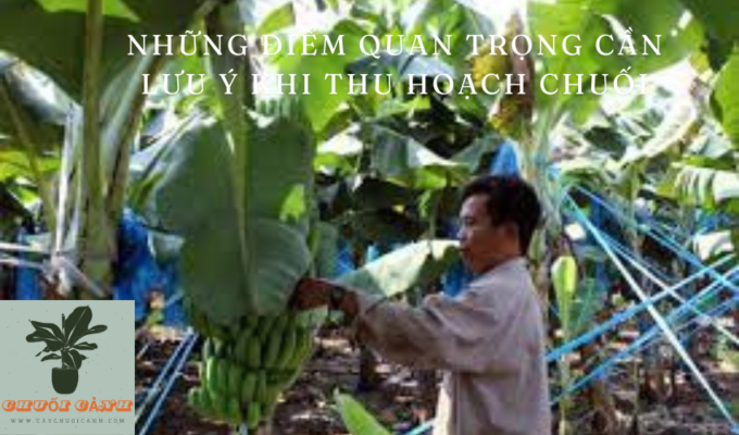 Read more about the article Những điểm quan trọng cần lưu ý khi thu hoạch chuối