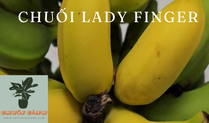 Read more about the article Chuối Lady Finger (Musa acuminata ‘Lady Finger’): Mô tả, Lợi ích và Cách Chăm sóc