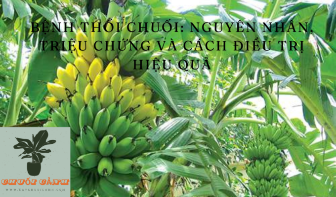 Read more about the article Bệnh thối chuối: Nguyên nhân, triệu chứng và cách điều trị hiệu quả