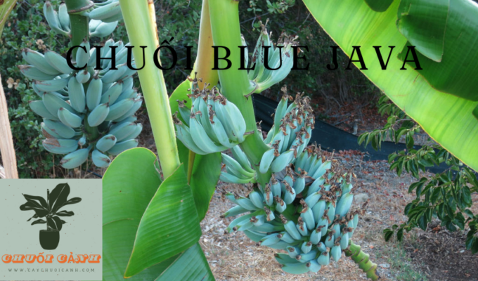 Read more about the article Chuối Blue Java (Musa acuminata ‘Blue Java’): Thông tin chi tiết và cách chăm sóc