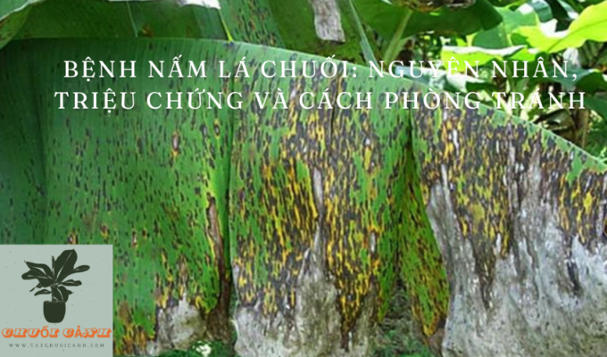 Read more about the article Bệnh nấm lá chuối: Nguyên nhân, triệu chứng và cách phòng tránh