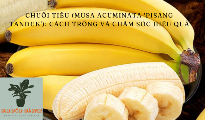 Read more about the article Chuối Tiêu (Musa acuminata ‘Pisang Tanduk’): Cách trồng và chăm sóc hiệu quả