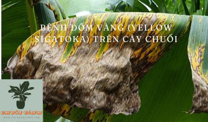 Read more about the article Bệnh đốm vàng (Yellow Sigatoka) trên cây chuối: Nguyên nhân, triệu chứng và cách điều trị