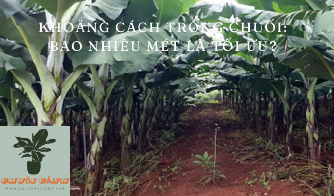 Read more about the article Khoảng cách trồng chuối: Bao nhiêu mét là tối ưu?