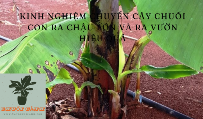 Read more about the article Kinh nghiệm chuyển cây chuối con ra chậu lớn và ra vườn hiệu quả