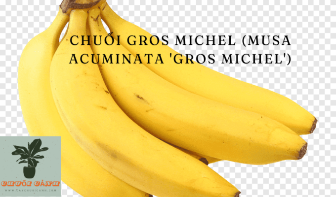 Read more about the article Chuối Gros Michel (Musa acuminata ‘Gros Michel’): Đặc Điểm, Cách Trồng và Bảo Quản