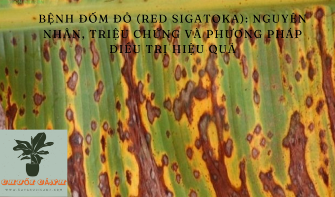 Read more about the article Bệnh đốm đỏ (Red Sigatoka): Nguyên nhân, triệu chứng và phương pháp điều trị hiệu quả