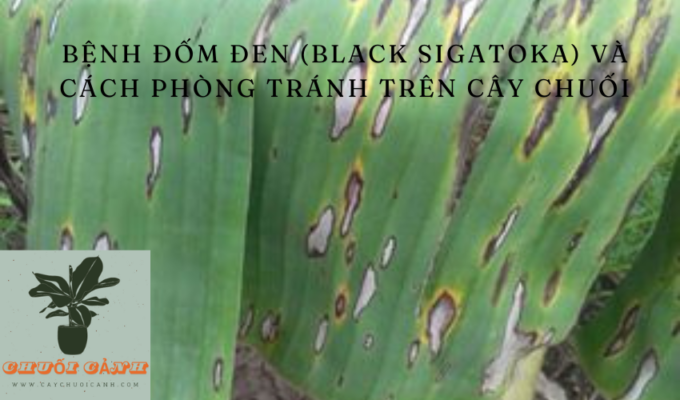 Read more about the article Bệnh đốm đen (Black Sigatoka) và cách phòng tránh trên cây chuối