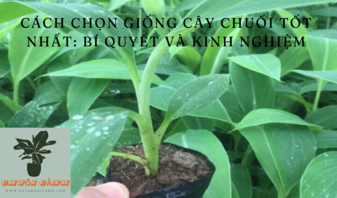 Read more about the article Cách chọn giống cây chuối tốt nhất: Bí quyết và kinh nghiệm