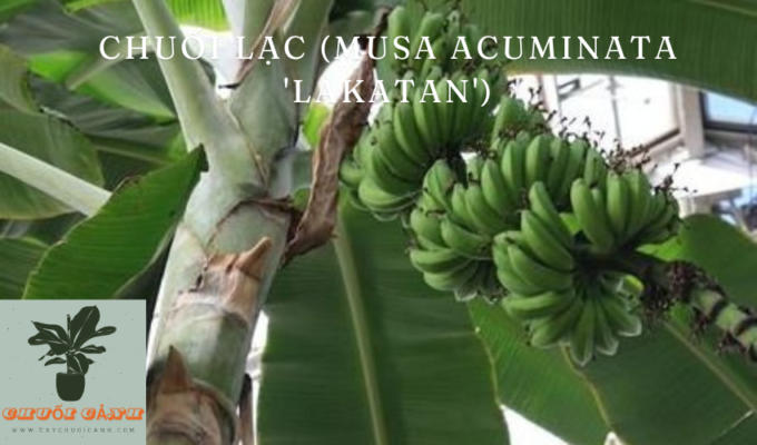 Read more about the article Chuối Lạc (Musa acuminata ‘Lakatan’): Đặc điểm, cách trồng và chăm sóc