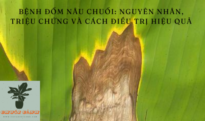 Read more about the article Bệnh đốm nâu chuối: Nguyên nhân, triệu chứng và cách điều trị hiệu quả