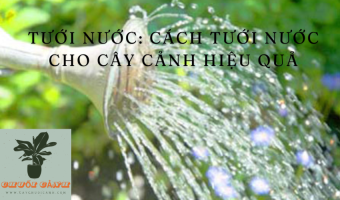 Read more about the article Tưới nước: Cách tưới nước cho cây cảnh hiệu quả