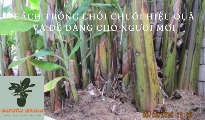 Read more about the article Cách trồng chồi chuối hiệu quả và dễ dàng cho người mới