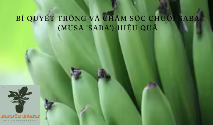 Read more about the article Bí quyết trồng và chăm sóc chuối Saba (Musa ‘Saba’) hiệu quả