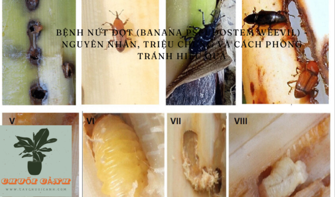 Read more about the article Bệnh nứt đọt (Banana Pseudostem Weevil) – Nguyên nhân, triệu chứng và cách phòng tránh hiệu quả