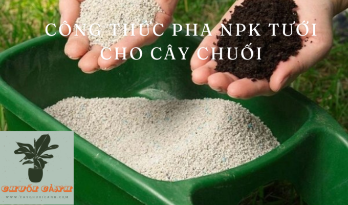 Read more about the article Công thức pha NPK tưới cho cây chuối: Bí quyết chưa từng tiết lộ