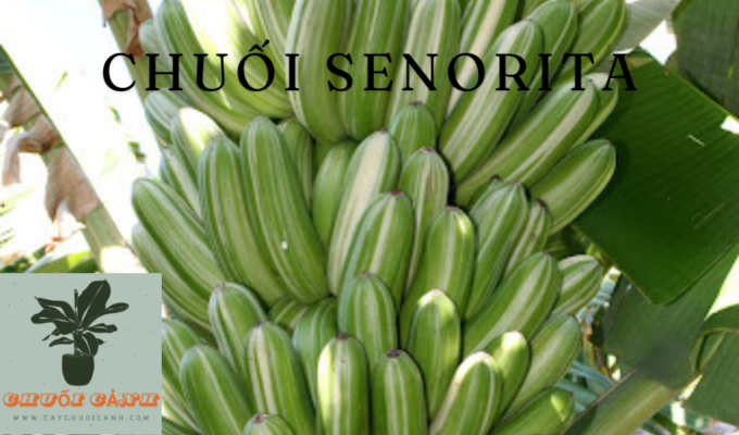 Read more about the article Chuối Senorita (Musa acuminata ‘Senorita’): Hướng dẫn chăm sóc và trồng