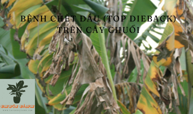 Read more about the article Bệnh chết đầu (Top Dieback) trên cây chuối: Nguyên nhân, triệu chứng và cách điều trị